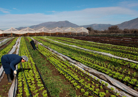 Censo Nacional Agropecuario y Forestal: Ganadería, cultivos y frutales son las principales fuentes de ingresos para los productores