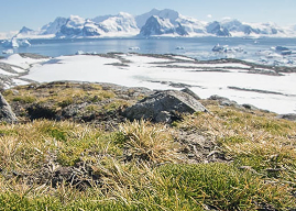 [Investigación Científica] La vida microscópica de la Antártica