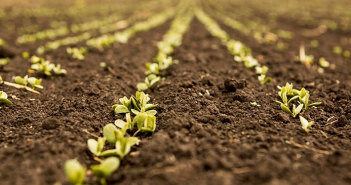 Región de O´Higgins: Capacitan a horticultores en uso y manejo de plaguicidas