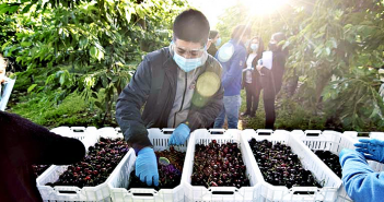 Fedefruta plantea inquietud por eventuales confinamientos durante el peak de las cosechas frutícolas