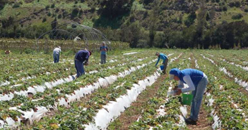 Región de Coquimbo: Cooperativas agrícolas reciben asesoría técnica de estudiantes de INACAP