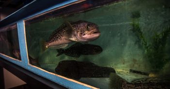 Región de Magallanes: INACH logra mantener vivas especies antárticas en acuarios en Punta Arenas