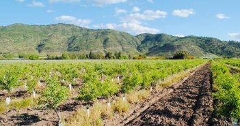 Región de O’Higgins: Programa de Corfo busca potenciar agricultura de alto valor en el secano interior