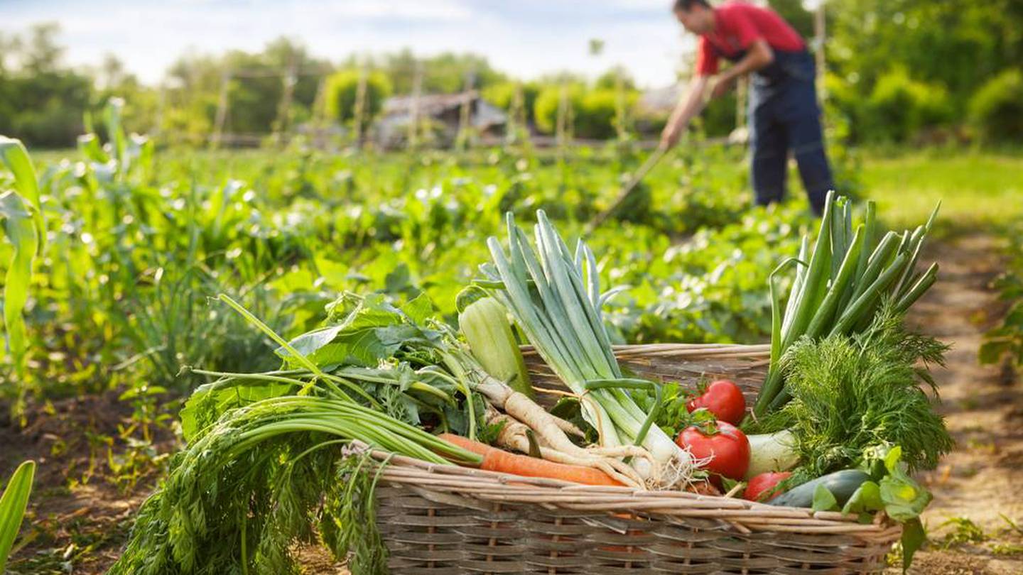 Ministerio de Agricultura anuncia programa “Siembra por Chile” para