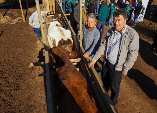 Ministro Valenzuela declara a la región de Valparaíso provisionalmente libre de brucelosis bovina
