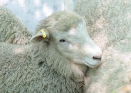 Hidango, la nueva raza de ovejas creada por científicos chilenos del INIA