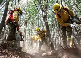 Conaf y Corma llaman a prevenir incendios ante pronóstico de altas temperaturas