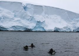 [Región de Magallanes] Científicos refuerzan trabajos para detectar posibles especies invasoras en Antártica