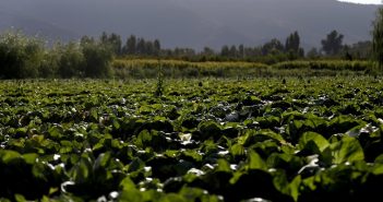 Ministerio de Agricultura reporta 3.507 hectáreas de cultivos afectadas por incendios forestales en regiones del centro sur