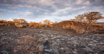Fedefruta: Entre seis y diez años para recuperar suelos productivos de zonas frutícolas por incendios