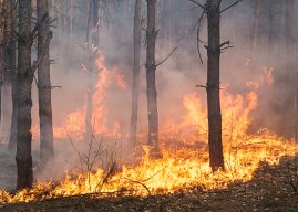 FIRE-RES: Científicos chilenos son parte de proyecto internacional para enfrentar incendios forestales