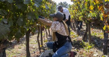 Viu Manent celebra la Vendimia 2023 con su emblemático programa en Colchagua