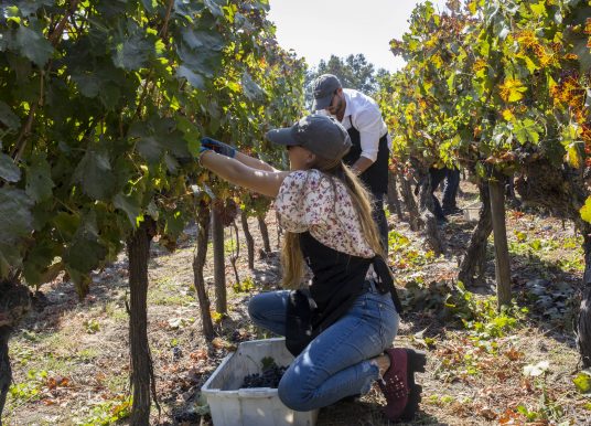 Viu Manent celebra la Vendimia 2023 con su emblemático programa en Colchagua