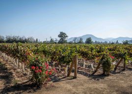 Grupo Partner trae a Chile soluciones para enfrentar impacto de incedios forestales en uvas de vino en cosecha